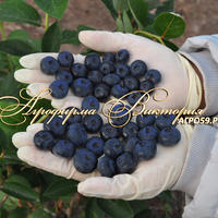 Голубика ДАРРОУ ("Darrow", США) (КРУПНОМЕР! ОГРОМНЫЙ КУСТ, В ПЛОДОНОШЕНИЕ ВСТУПАЕТ НА СЛЕДУЮЩИЙ ГОД ПОСЛЕ ПОСАДКИ Голубика ДАРРОУ ("Darrow", США) (КРУПНОМЕР! ОГРОМНЫЙ КУСТ, В ПЛОДОНОШЕНИЕ ВСТУПАЕТ НА СЛЕДУЮЩИЙ ГОД ПОСЛЕ ПОСАДКИ